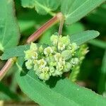 Euphorbia lasiocarpa flower picture by Trap Hers (cc-by-sa)