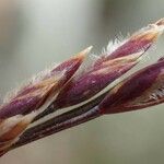 Poa cenisia flower picture by Yoan MARTIN (cc-by-sa)