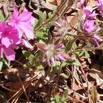 Phlox pilosa flower picture by Jerry Colwell (cc-by-sa)