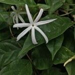 Jasminum laurifolium flower picture by Vietnam Gardener (cc-by-sa)