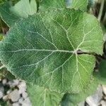 Petasites paradoxus leaf picture by Mladen Glavic (cc-by-sa)