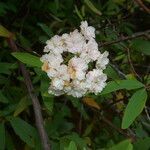 Ceanothus caeruleus flower picture by Nelson Zamora Villalobos (cc-by-nc)