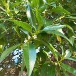 Myoporum tenuifolium leaf picture by Alexander Don Gérémy (cc-by-sa)