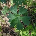 Geranium viscosissimum leaf picture by Clint Grierson (cc-by-sa)