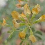 Coronilla minima fruit picture by Yoan MARTIN (cc-by-sa)