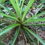 Luzula sylvatica leaf picture by Alain Bigou (cc-by-sa)