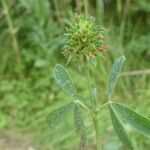 Trifolium squamosum leaf picture by margarida vila (cc-by-sa)