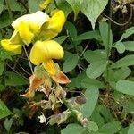 Crotalaria retusa flower picture by Noel Dionson (cc-by-sa)