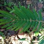 Albizia niopoides leaf picture by Daniel Henrique Marostegan Doro (cc-by-sa)