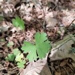 Geranium asphodeloides leaf picture by Maria Taria (cc-by-sa)