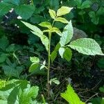 Aralia nudicaulis habit picture by Eileen T (cc-by-sa)