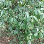 Psychotria carthagenensis habit picture by pedrogc -- (cc-by-sa)