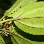 Miconia ciliata leaf picture by Nelson Zamora Villalobos (cc-by-nc)