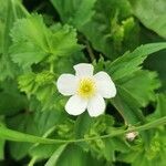 Ranunculus aconitifolius flower picture by Theodor Lehner (cc-by-sa)