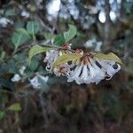 Osmanthus suavis flower picture by phuentsho (cc-by-sa)