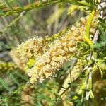 Prosopis alpataco flower picture by Trap Hers (cc-by-sa)