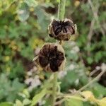 Althaea cannabina fruit picture by Adrian Poloni (cc-by-sa)