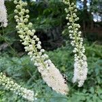 Actaea racemosa flower picture by Mimi Toohey (cc-by-sa)