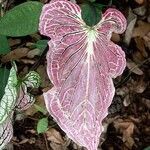 Caladium bicolor leaf picture by Lorena Lorena Toledo (cc-by-sa)