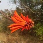 Erythrina lysistemon flower picture by Trystan Juthier (cc-by-sa)