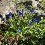 Gentiana calycosa flower picture by Matt Santovasi (cc-by-sa)