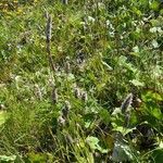 Phleum alpinum habit picture by Jacques Zuber (cc-by-sa)