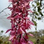 Epidendrum klotzscheanum flower picture by Gabriel OLLIVIER (cc-by-sa)