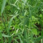 Avena sativa leaf picture by Bill Allison (cc-by-sa)