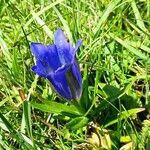 Gentiana pneumonanthe habit picture by Alain Bigou (cc-by-sa)