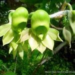 Catasetum maculatum flower picture by Víquez Manuel (cc-by-sa)