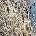 Typha latifolia fruit picture by Autumn McClintock (cc-by-sa)