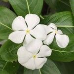 Catharanthus roseus flower picture by amn hkm (cc-by-sa)