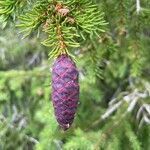 Picea obovata fruit picture by Daniel Bäck (cc-by-sa)