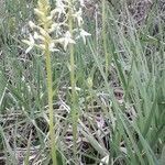 Platanthera bifolia flower picture by Herve Meynier (cc-by-sa)