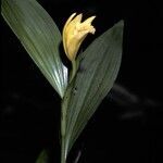 Sobralia bletiae flower picture by Daniel Barthelemy (cc-by-nc)