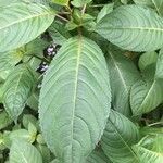 Impatiens glandulifera leaf picture by Chiel Melsert (cc-by-sa)