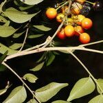 Picramnia antidesma fruit picture by Nelson Zamora Villalobos (cc-by-nc)