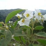 Solanum variabile flower picture by Renato Lima (cc-by-nc-sa)