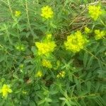 Euphorbia flavicoma habit picture by Pierre Sosson (cc-by-sa)