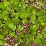 Ranunculus muricatus habit picture by Martin Bishop (cc-by-sa)