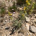 Phlomis lychnitis habit picture by Martine CHOCHOI (cc-by-sa)