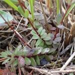 Linum catharticum habit picture by Yoan MARTIN (cc-by-sa)