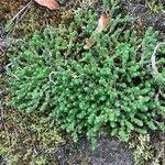 Sedum acre habit picture by Douglas Scofield (cc-by-sa)