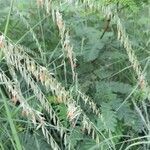 Bouteloua curtipendula habit picture by Trap Hers (cc-by-sa)