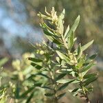 Baccharis dracunculifolia leaf picture by Muzzachiodi Norberto (cc-by-sa)