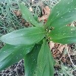 Zantedeschia albomaculata leaf picture by Francois Hector (cc-by-sa)