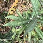 Artemisia douglasiana leaf picture by Elle Emme (cc-by-sa)