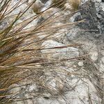 Calamagrostis effusa leaf picture by Fabien Anthelme (cc-by-sa)