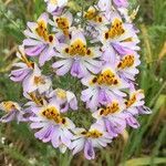 Schizanthus pinnatus flower picture by di Parodi (cc-by-sa)