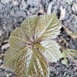 Parthenocissus quinquefolia leaf picture by JesseeD (cc-by-sa)